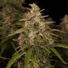 Chronic Ryder BX autofem