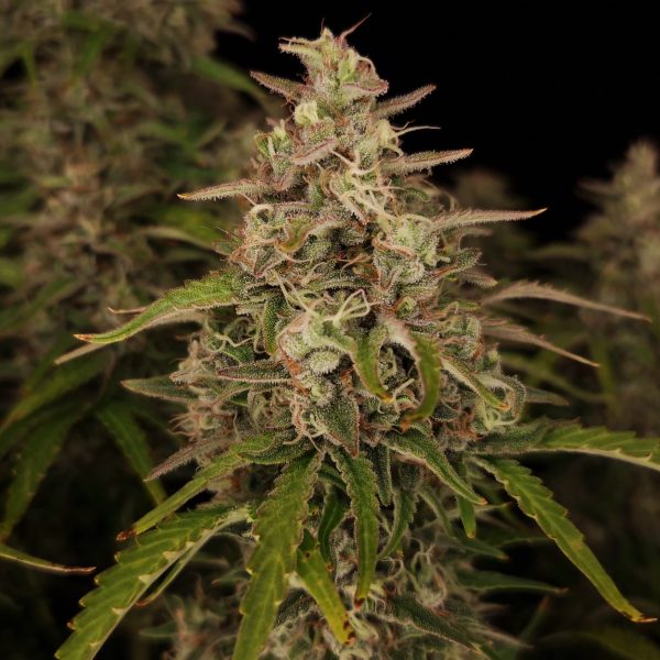 Chronic Ryder BX autofem