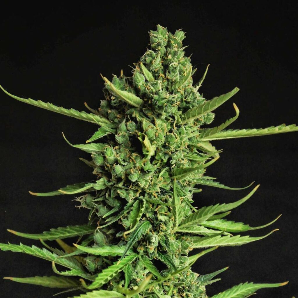 Devotchka autoflower feminized