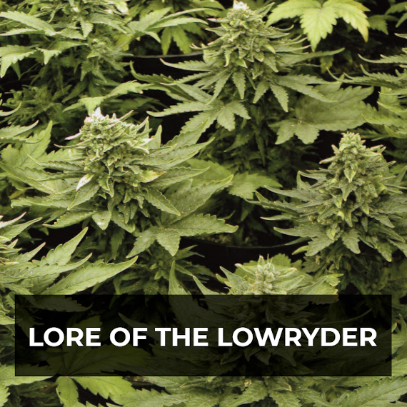 Lore of the Lowryder