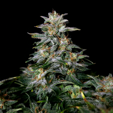 Lowryder (IBL)
