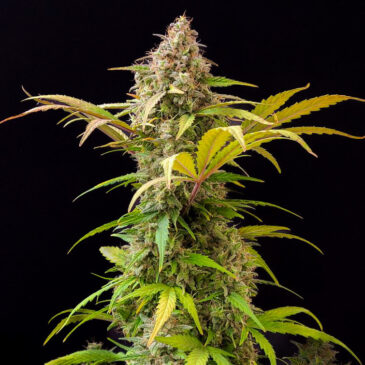 Lowryder Feminized