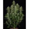 Chronic Ryder BX autofem