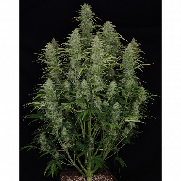 Chronic Ryder BX autofem