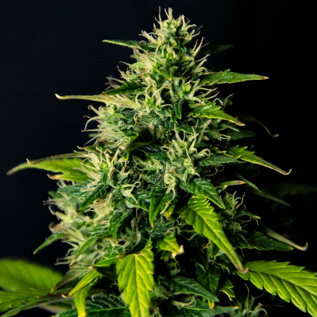 DC Cure 1:1 autoflowering feminized