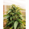 Deepforest Super Auto