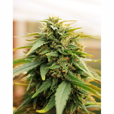 Deepforest Super Auto