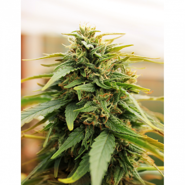 Deepforest Super Auto