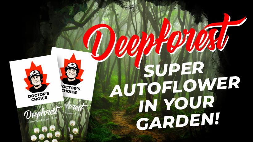 Deepforest Super Auto Going on Sale!