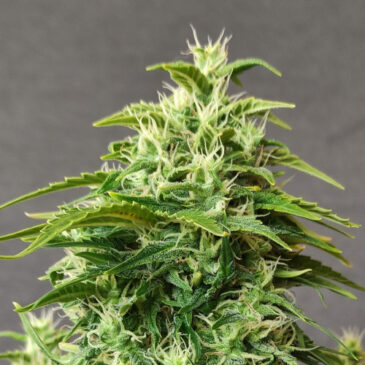 Chronic Ryder BX autofem