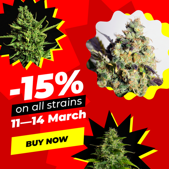 -15% on All strains during Spannabis!