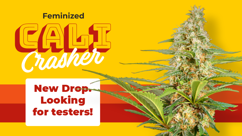 NEW DROP 2022 - Cali Crasher💥 Looking for testers!
