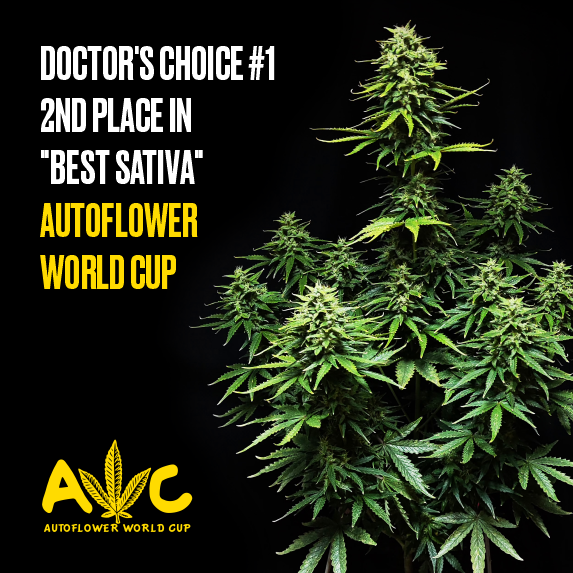 Doctor’s Choice #1 – 2nd place in «Best Sativa» AutoFlower World Cup
