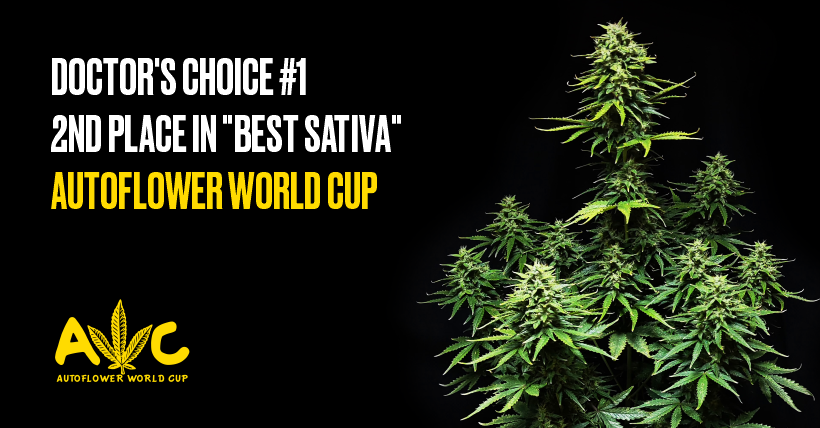 Doctor's Choice #1 - 2nd place in «Best Sativa» AutoFlower World Cup