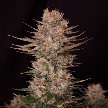 Chronic Fast F1 BX Regular
