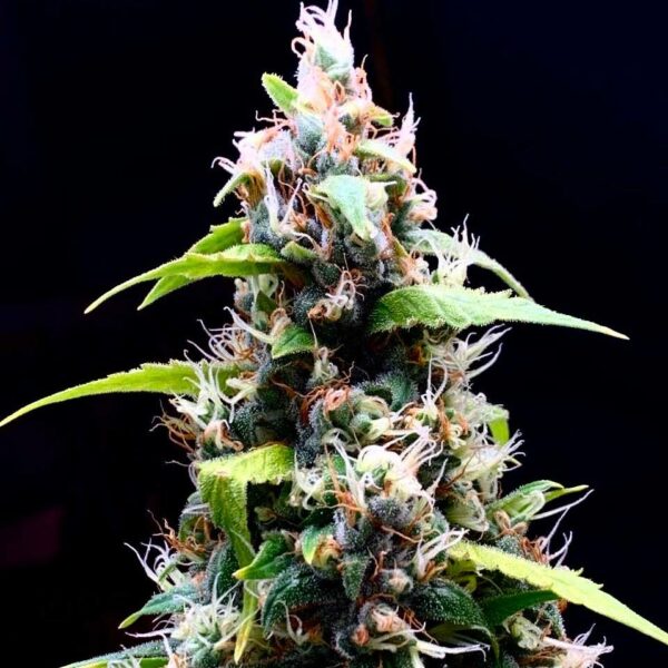 Sour Puffs feminized product image
