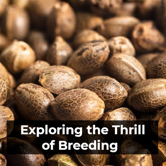 Exploring the Thrill of Breeding: Reasons to Consider Cultivating Your Own Cannabis Seeds