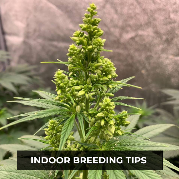 What Are the Conditions for Breeding Indoors?