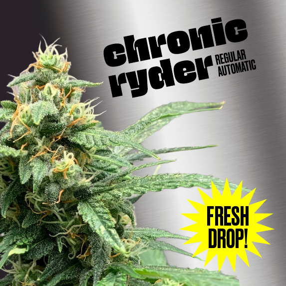Chronic Ryder BX Regular is now available for purchase! 🚀