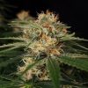 Diesel Fast F1 BX Regular