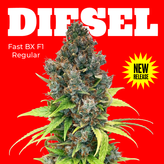 NEW RELEASE – Diesel Fast F1 BX Regular! 💥