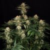 Diesel Fast F1 BX Regular