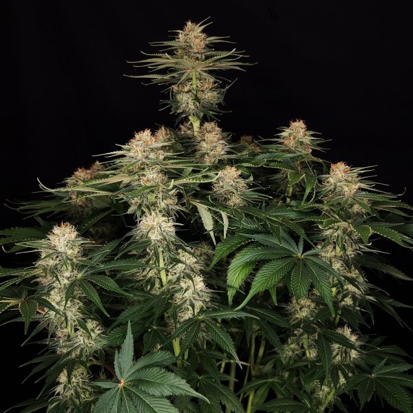 Diesel Fast F1 BX Regular