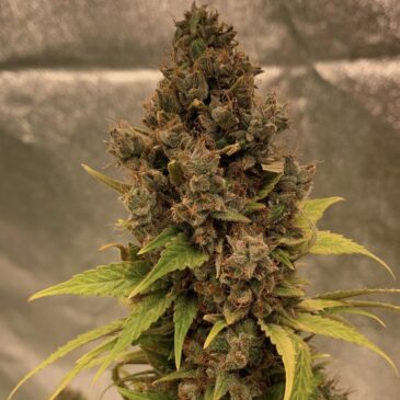 Diesel Fast F1 BX Regular