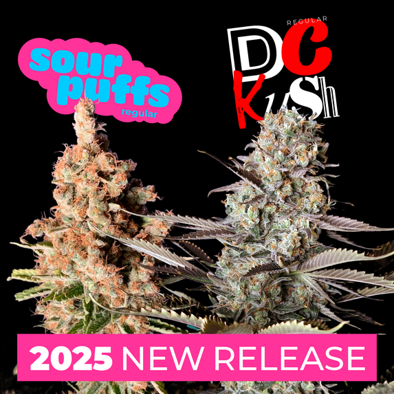 NEW: DC Kush reg & Sour Puffs reg