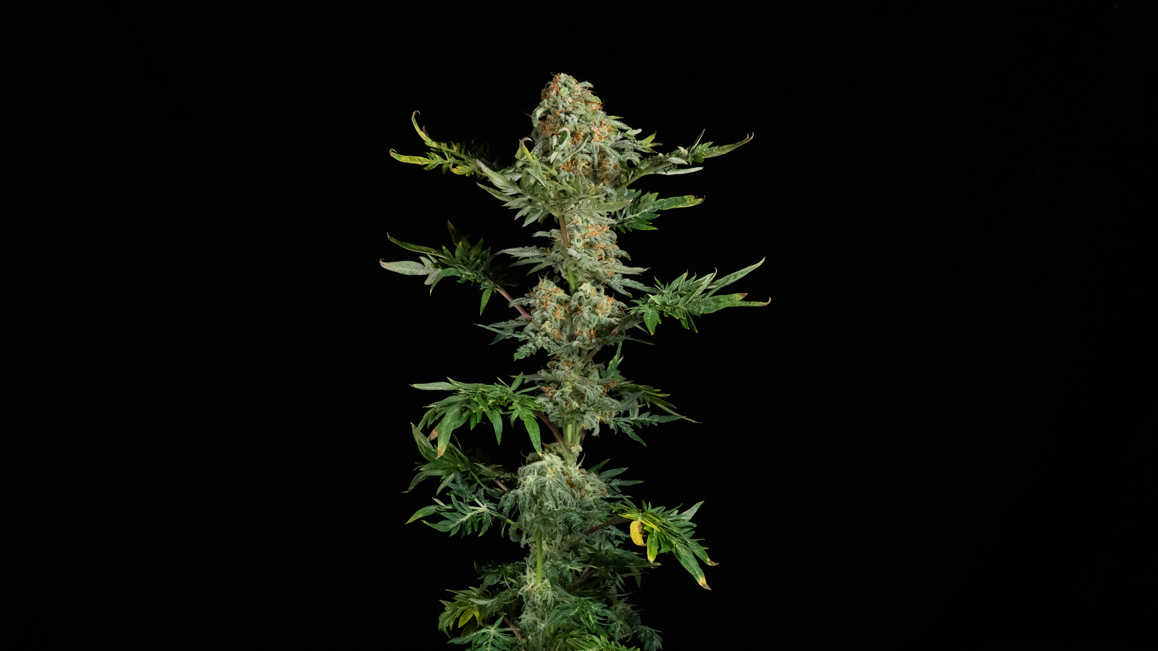 Freaky Ryder plant with the fern-like Freakshow leaf mutation