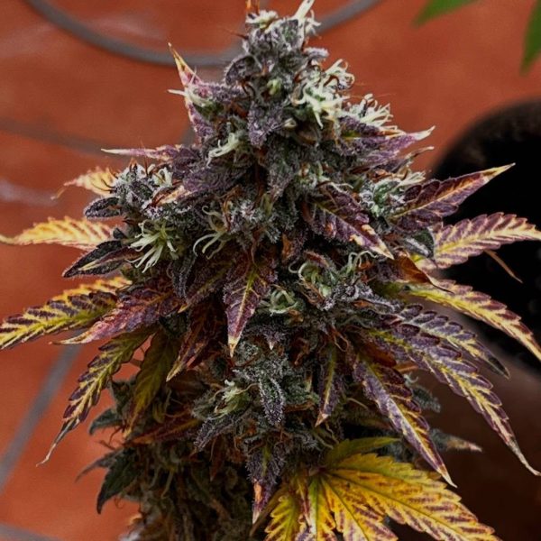 Diesel Ryder BX autofem