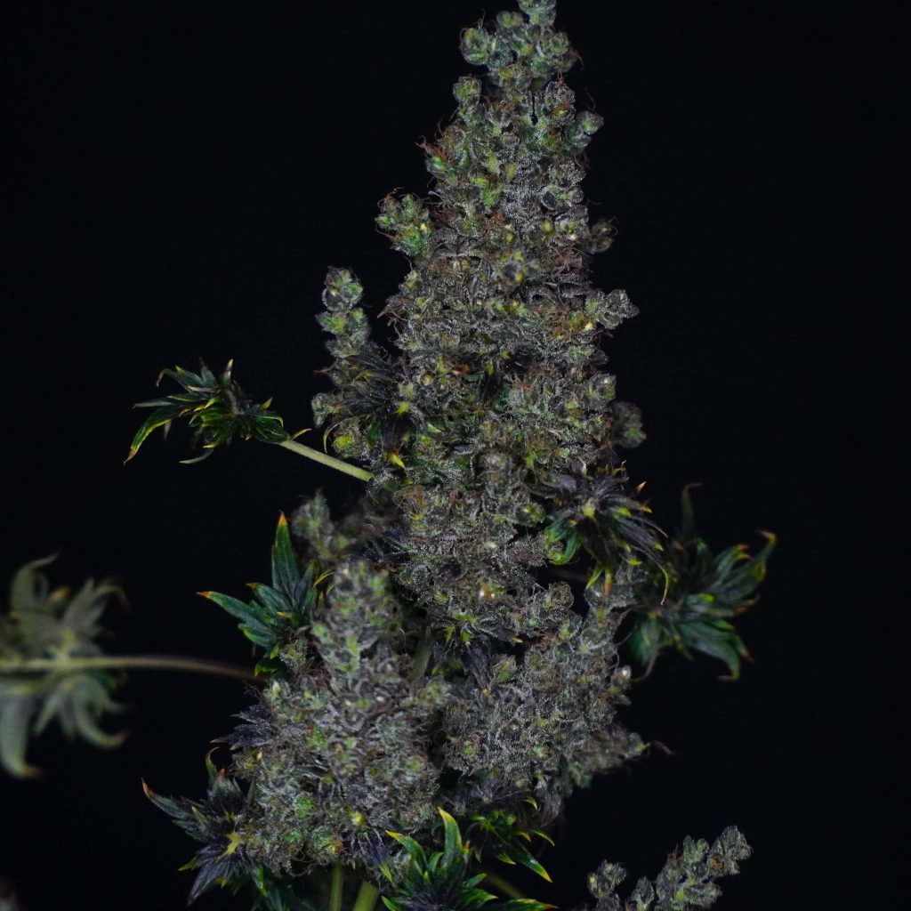 Fast Crazy Bastard: second "Be a Breeder" release