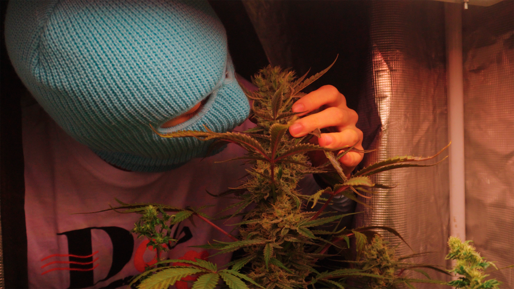 Doctor’s Choice x mutantfarmer