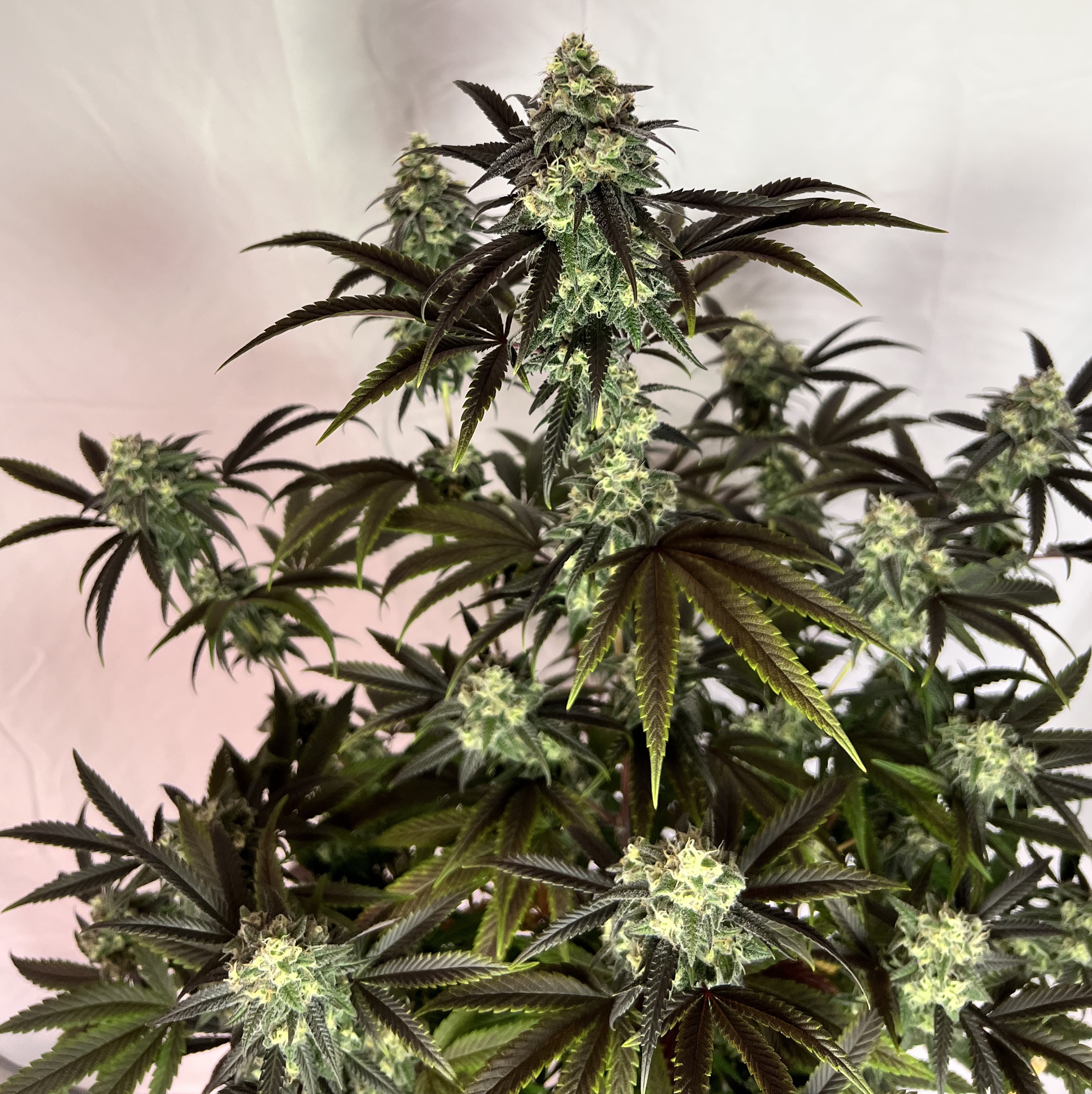 Black Mamba #42 harvest