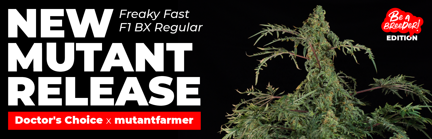 Doctor’s Choice Be a Breeder edition  - Freaky Fast F1 BX cannabis strain