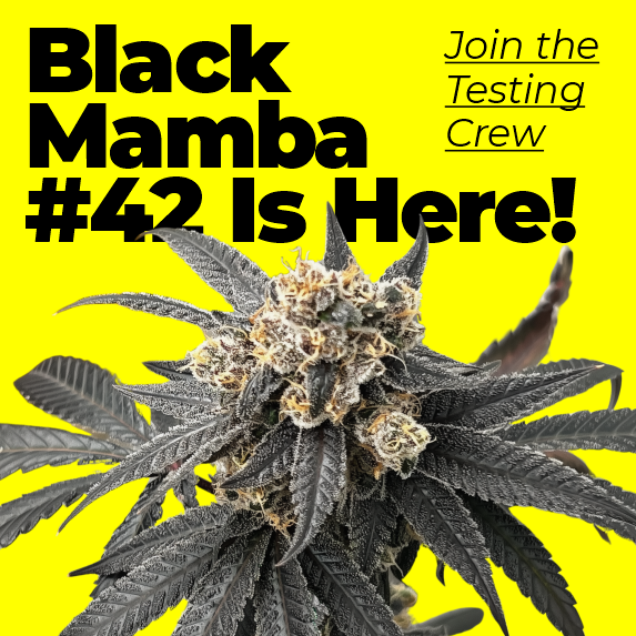 Black Mamba #42 - looking for testers