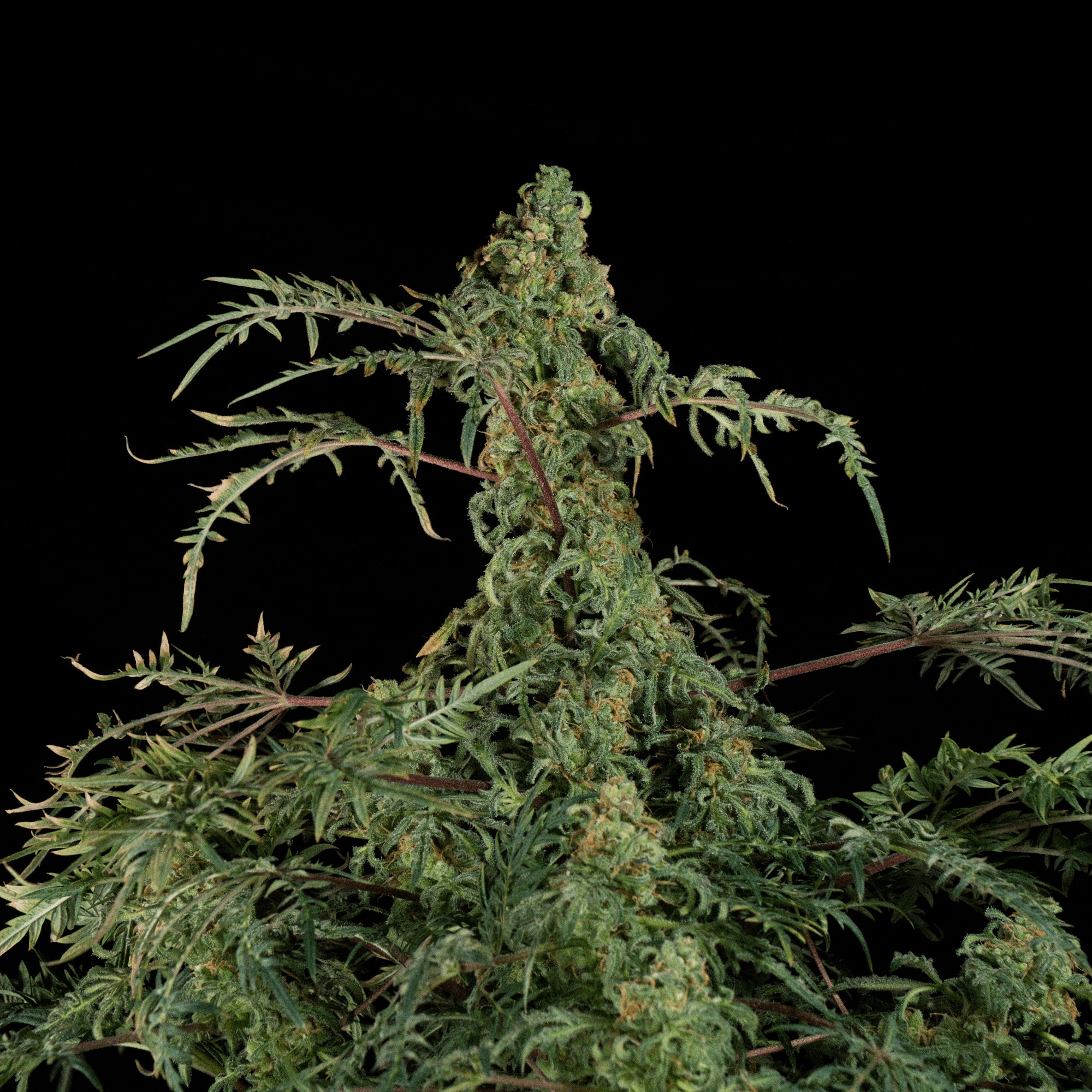 Freaky Fast F1 BX regular Freaky Fast F1 BX