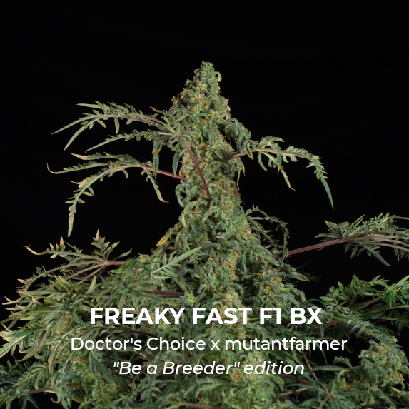Freaky Fast F1 BX