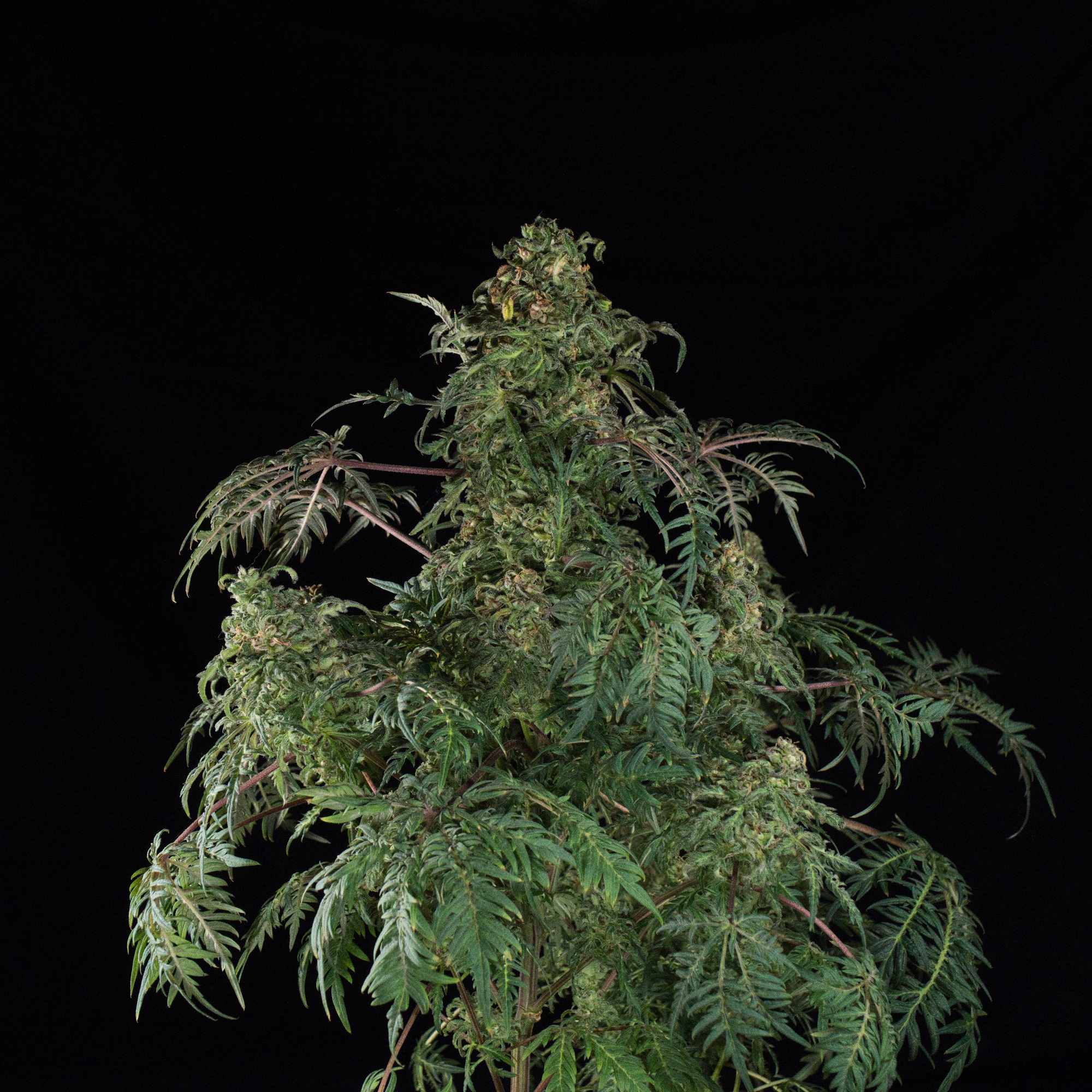 großer olivenbaum winterhart Olivenbaum Ø:22 H:100 cm - Pflanzen online kaufen main image 1