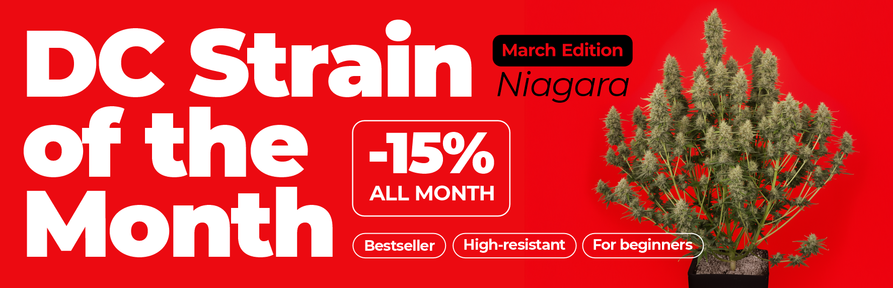 DC Strain of Month: Niagara auto feminized. -15% off. All March 