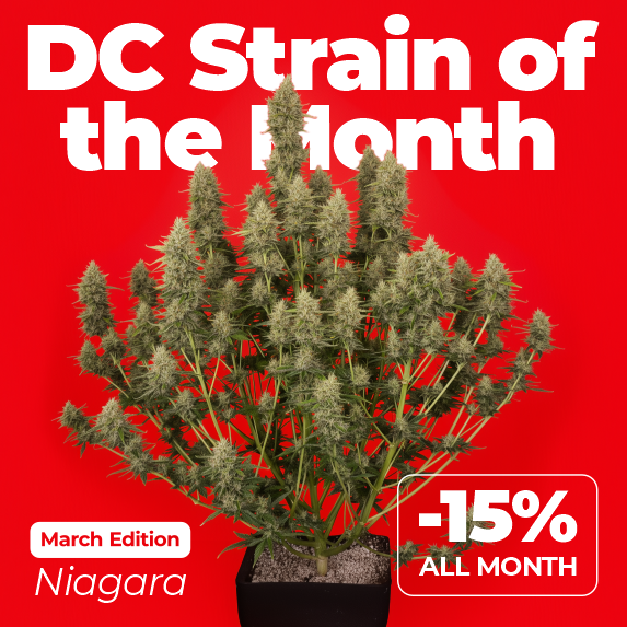DC Strain of the Month - Niagara auto feminized. -15% all March