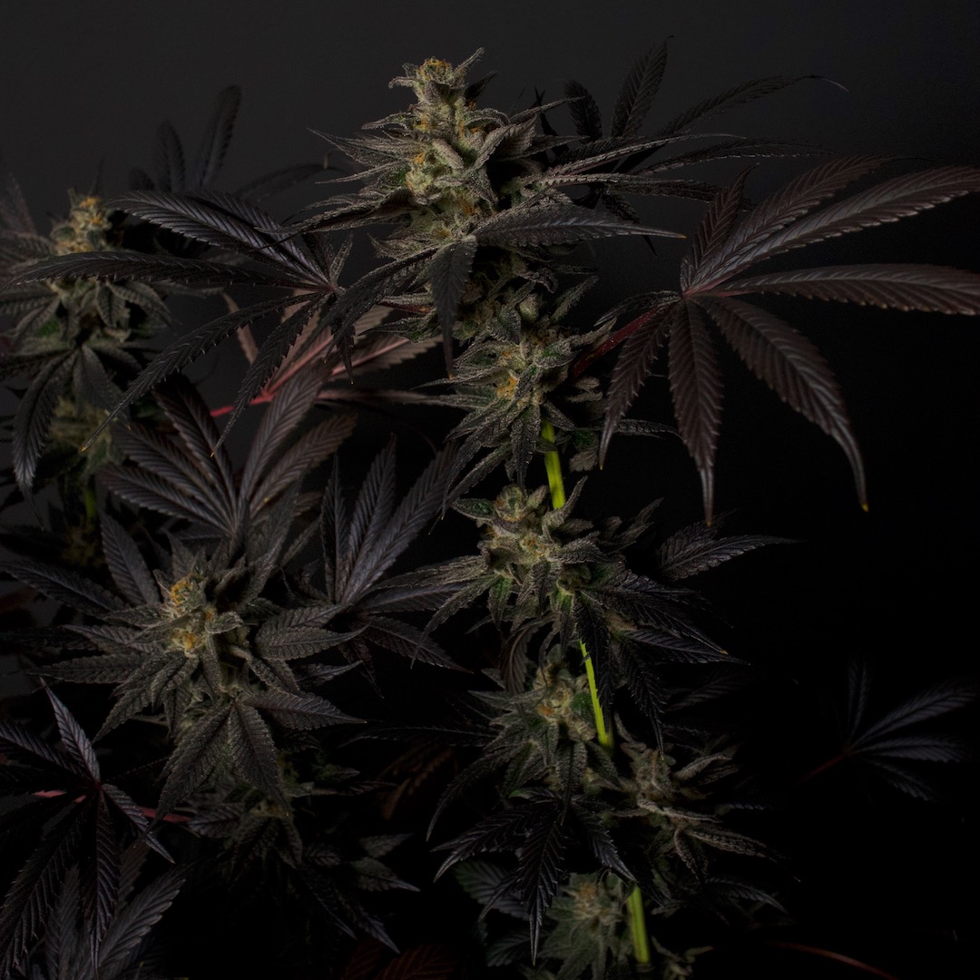 Black Mamba #42 feminized cannabis plant at harvest — deep black pigmentation on foliage and buds, Doctor's Choice