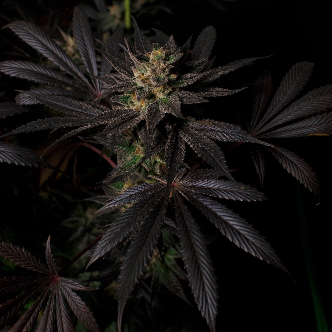 Black Mamba #42 lateral bud site — dark foliage, burgundy stems, dense indoor structure, Doctor's Choice genetics