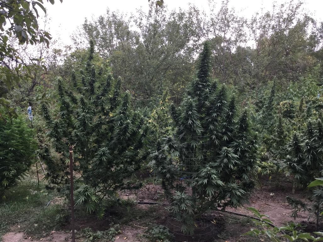 Deepforest super auto autoflower grown outdoors