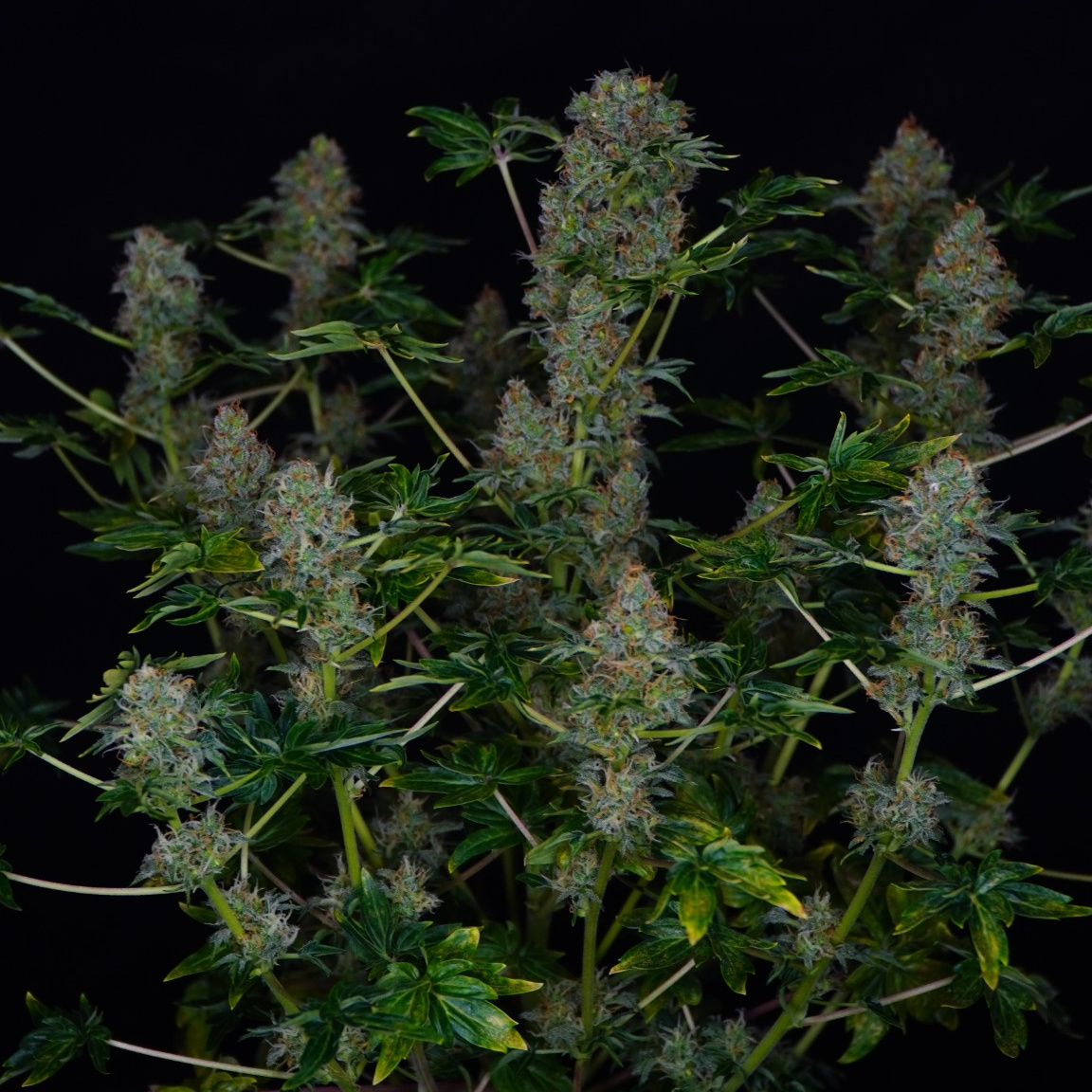 ABC mutant in flowering, compact, dense buds with smooth and glossy leafs