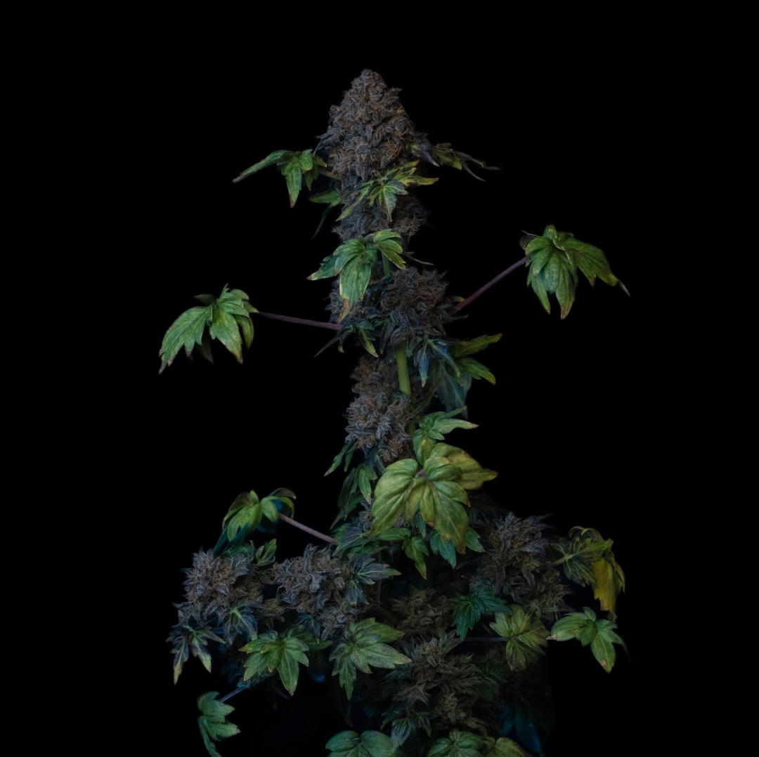 Bastard Ryder autoflowering regular plant. Doctor's Choice x mutantfarmer lineup