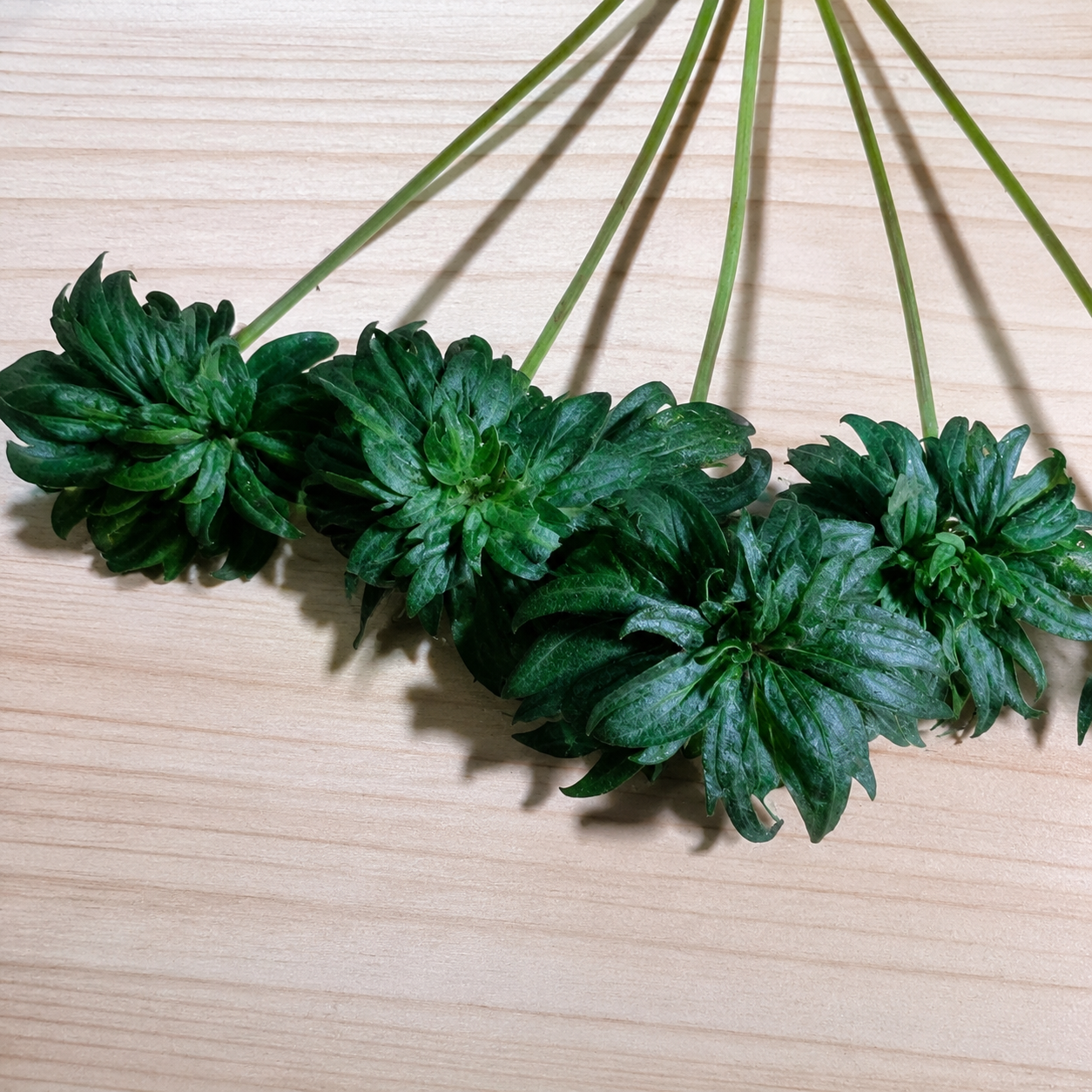 Original Australian Bastard Cannabis (ABC) leaf