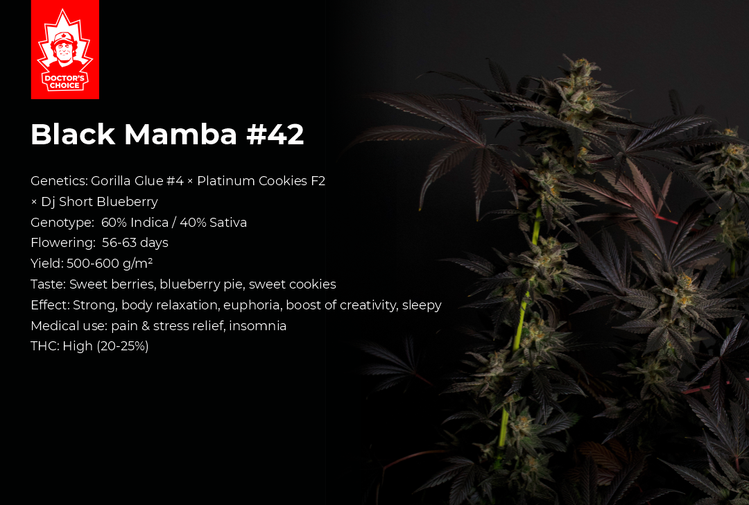 Black Mamba #42 feminized cannabis strain key growing characteristics, Doctor's Choice