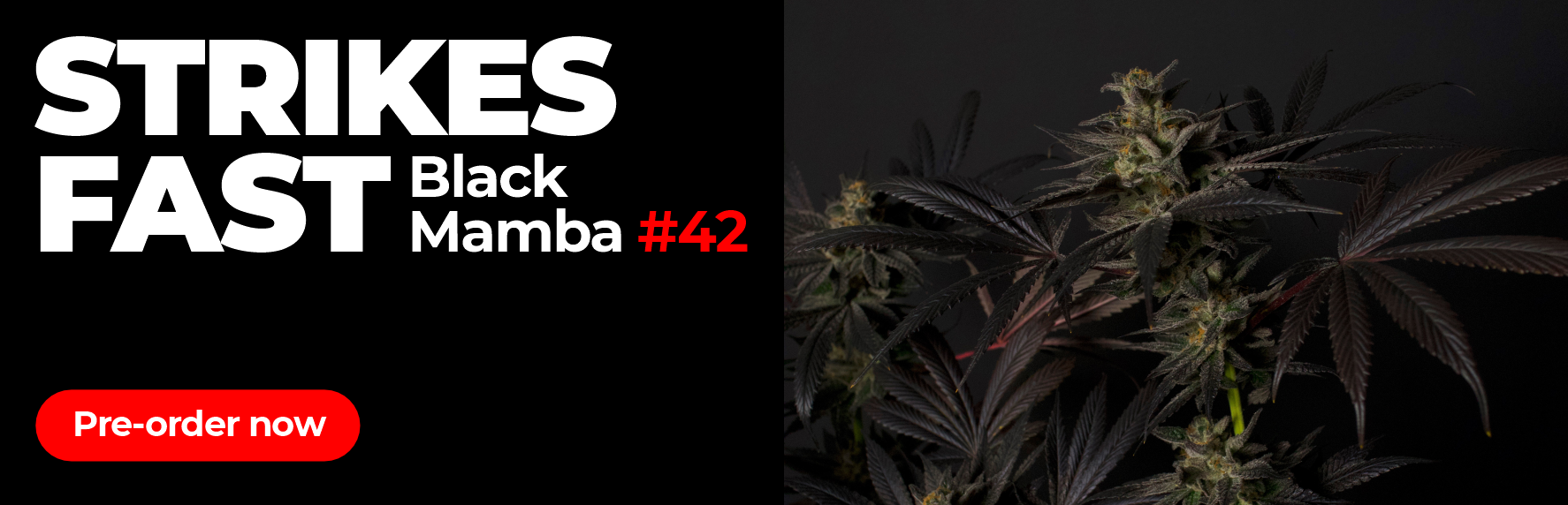 Black Mamba #42 feminized: pre-order banner, Strikes Fast, Doctor's Choice feminized cannabis seeds