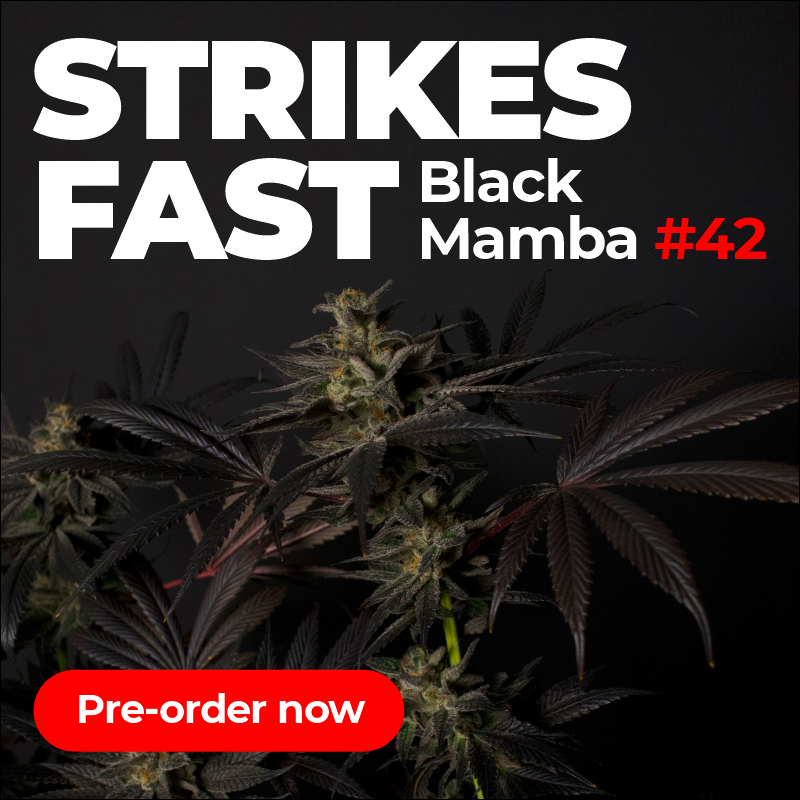Black Mamba #42 feminized pre-order banner — Strikes Fast, Doctor's Choice feminized cannabis seeds